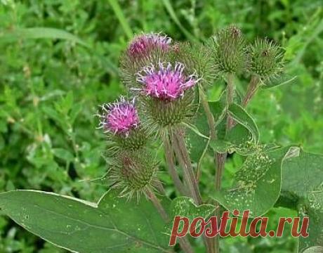 Разносолы из...лопуха!