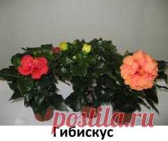 (48) Одноклассники