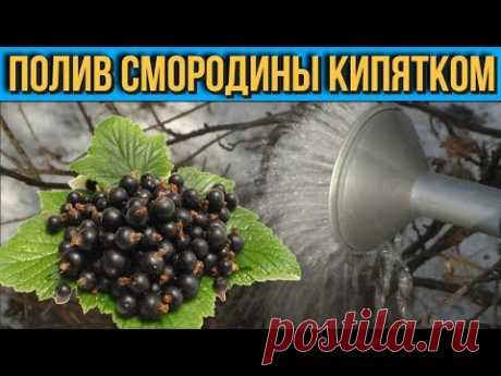 Полив смородины КИПЯТКОМ Нужно ли это делать и какие результаты он дает Советы Садовода и Огородника - YouTube