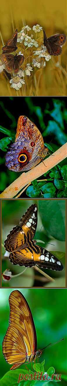Gold And Brown By Jacqi Elmslie | Butterflies