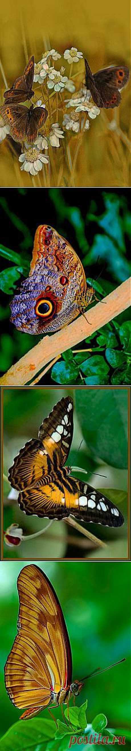 Gold And Brown By Jacqi Elmslie | Butterflies