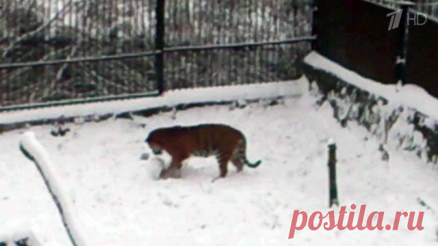 В Калининградском зоопарке животные предаются зимним забавам - Первый канал