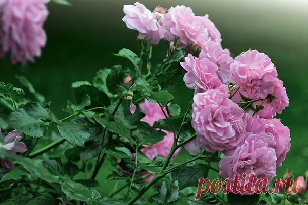Мускусные розы: описание, фото, особенности ухода, сорта