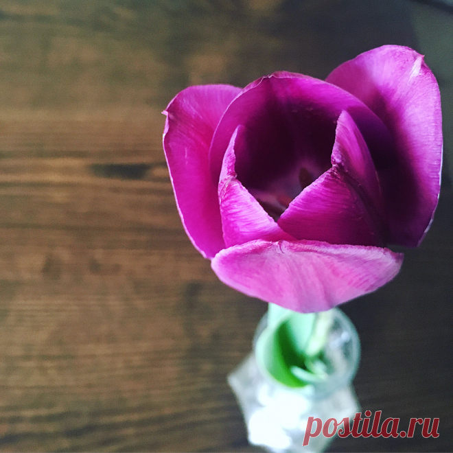 Elissa в Instagram: «🌷 Beyond my expectations, I have tulips that have bloomed 4 years in a row. Maybe it’s a hardier variety than other tulip bulbs I have…» 18 отметок «Нравится», 1 комментариев — Elissa (@mrs_cham) в Instagram: «🌷 Beyond my expectations, I have tulips that have bloomed 4 years in a row. Maybe it’s a hardier…»