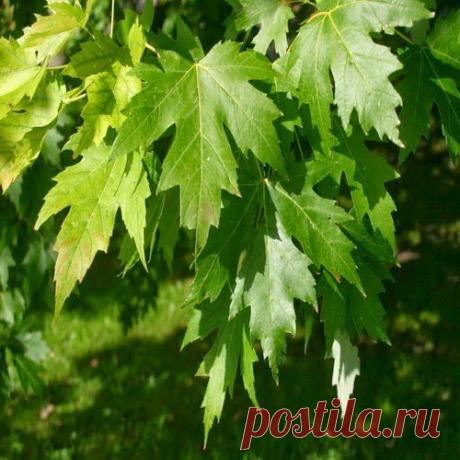 Береги печень смолоду! | Друг пенсионера
Печень — это один из самых важных органов человека. Она является свое­образным «кровяным депо». Она вы­полняет функцию хранения, регуля­ции количества крови.