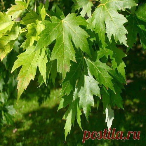 Береги печень смолоду! | Друг пенсионера
Печень — это один из самых важных органов человека. Она является свое­образным «кровяным депо». Она вы­полняет функцию хранения, регуля­ции количества крови.