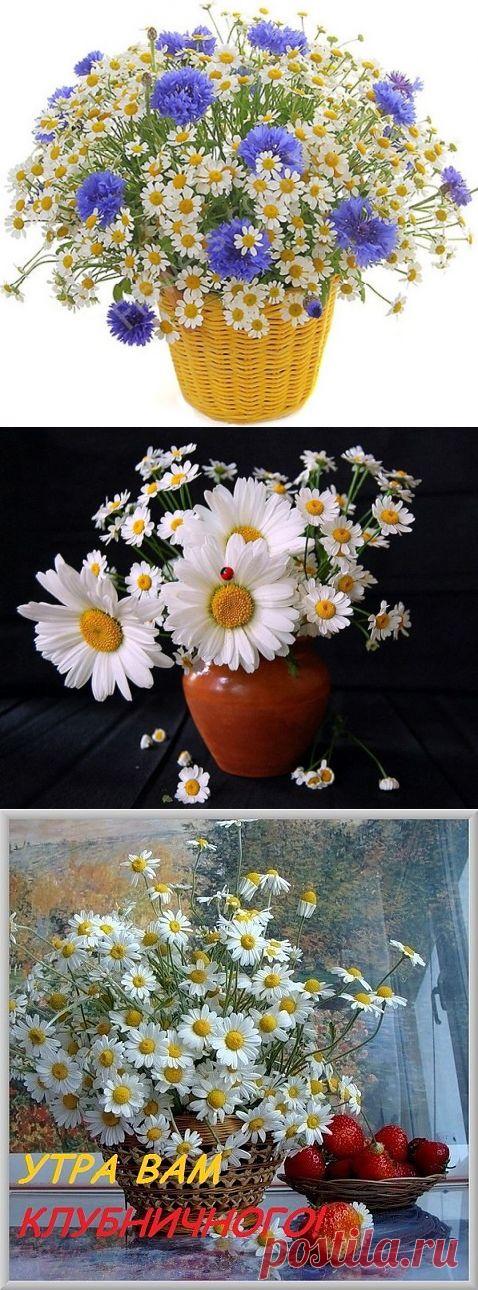 (19) Одноклассники