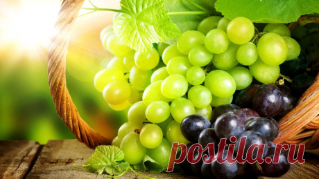 166-vinograd-oboi-eda-1366x768.jpg (1366×768)