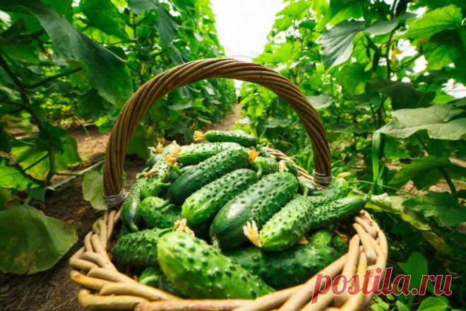 Зелёные молодцы, вкуснячие огурцы!  