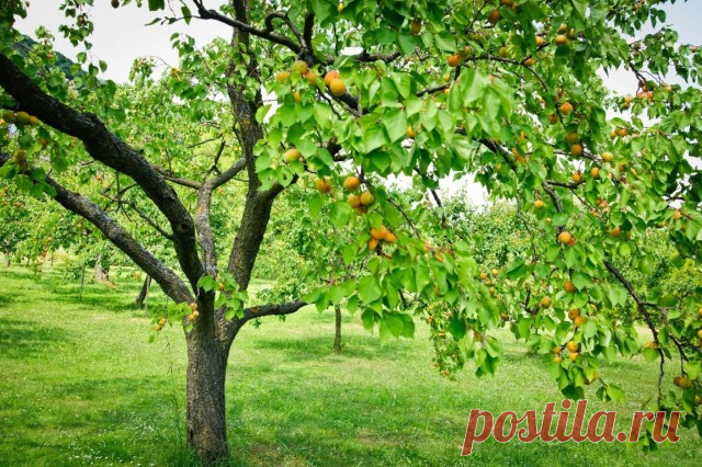Какие садовые растения нельзя сажать рядом? Аллелопатия. Фото — Ботаничка.ru