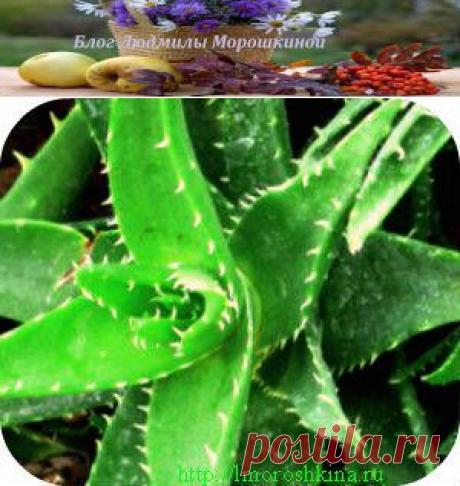 Народное лечение ячменя на глазу | Блог Людмилы Морошкиной...