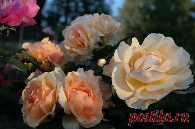 Красавица в «абрикосовом одеянии» — 6 соток