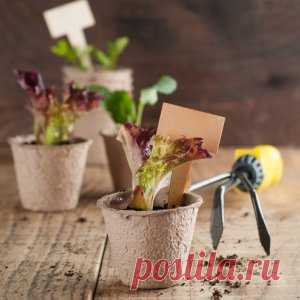 10 ошибок при выращивании рассады