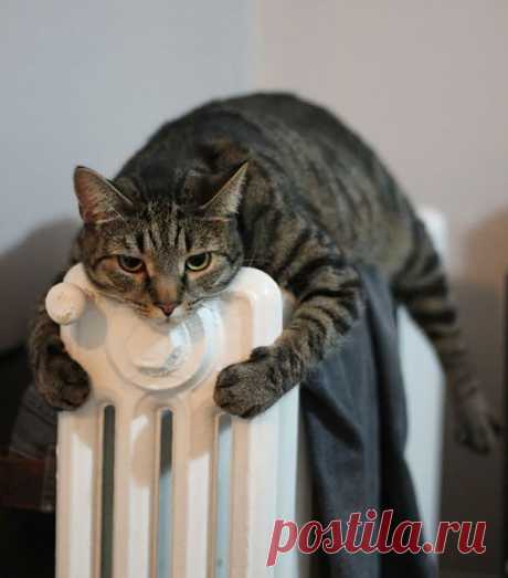 20 кошек, которые любят тепло больше, чем кто-либо