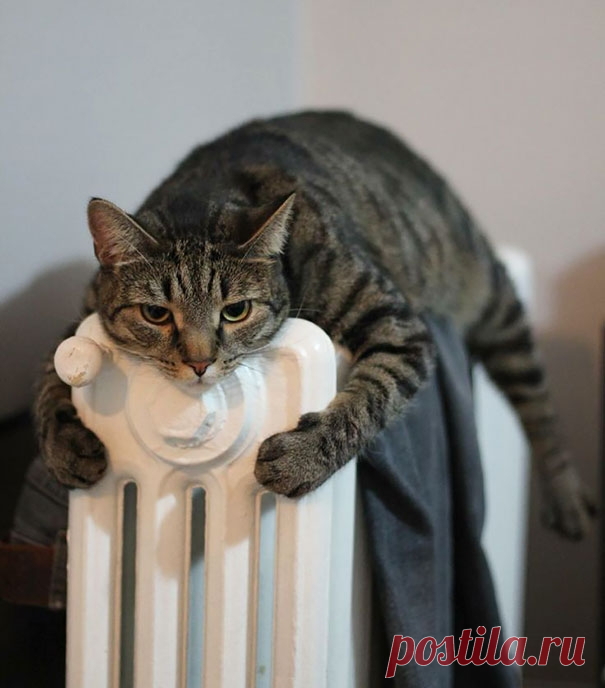 20 кошек, которые любят тепло больше, чем кто-либо
