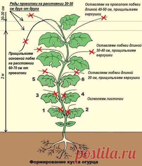 Простая схема-шпаргалка по удалению ненужных Листьев у огурцов и кабачков | Домик окнами в сад | Яндекс Дзен