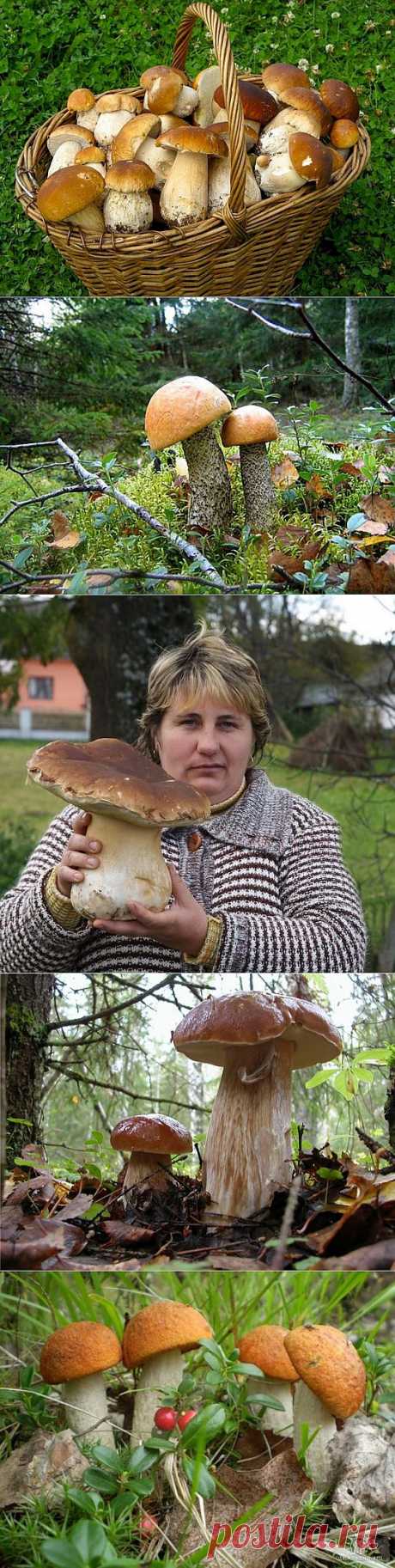 грибы в лесу: 88 тыс изображений найдено в Яндекс.Картинках