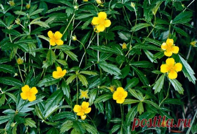 Калган, его полезные и лечебные свойства, применение, пряность