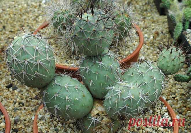 Tephrocactus Alexanderi V Bruchii.