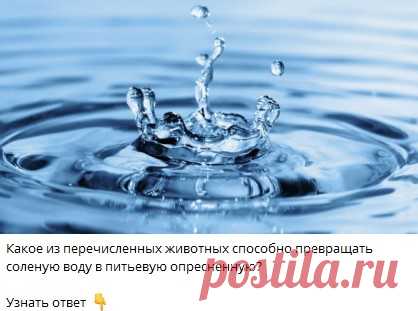 Какое из перечисленных животных способно превращать соленую воду в питьевую опресненную?
🔘 пингвин
🔘 медведь
🔘 собака
🔘 крыса
Узнать ответ 👇