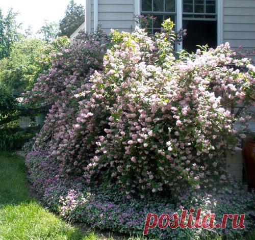 Дейция: виды с фото, посадка и уход, размножение, зимовка, правильная обрезка