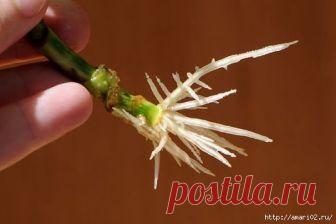 Дневник henik