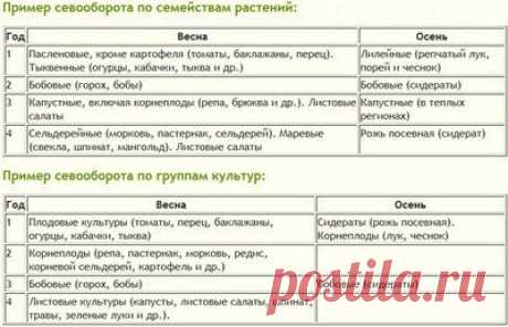 Севооборот на дачном огороде: умный возделывает урожай, а мудрый землю