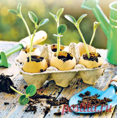 Почему я избегаю ранних посевов
Сроки посева овощей и цветов на рассаду, наверное, один из самых спорных вопросов у садоводов-огородников. 

Я за свою многолетнюю практику перепробовала разные варианты.

К каким же выводам в итоге пришла?