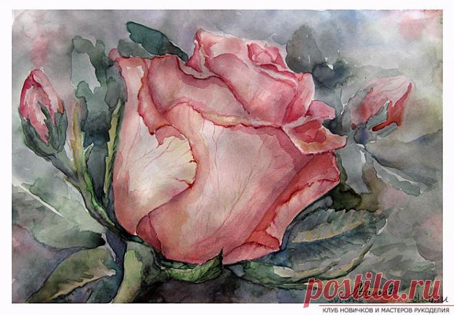 Нарисовать розу в технике поэтапного рисования акварелью вы сможете достаточно просто