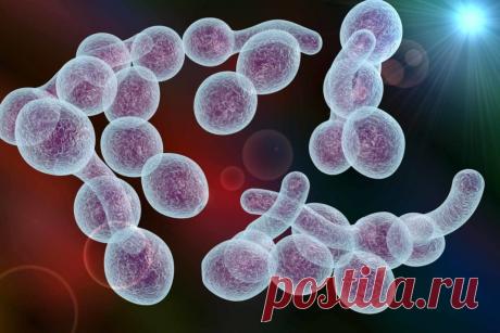 Кандидоз легких: что это такое, симптомы и способы лечения