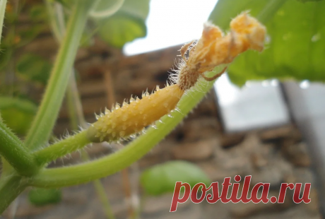 Больше не гадаю почему опадает завязь у огурцов. Теперь знаю все 11 причин и как их устранить И вам расскажу | Садовый рай 🌱 | Яндекс Дзен