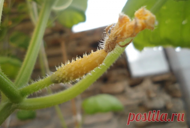 Больше не гадаю почему опадает завязь у огурцов. Теперь знаю все 11 причин и как их устранить И вам расскажу | Садовый рай 🌱 | Яндекс Дзен