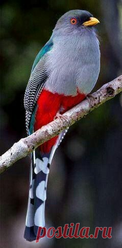 Pássaros e aves coloridas exóticas