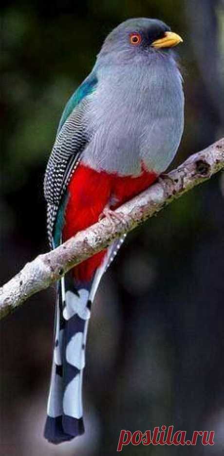 Pássaros e aves coloridas exóticas