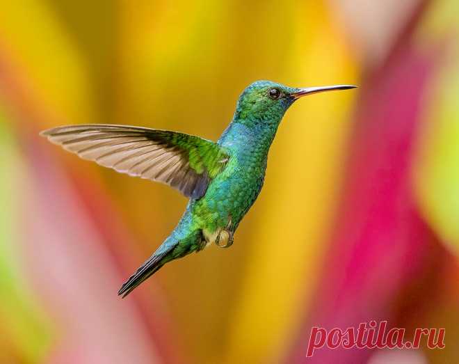 Blue Chinned Sapphire Hummingbird dancing in the air,  @esperanzaalta, Trinidad Explore pedro lastra's photos on Flickr. pedro lastra has uploaded 7362 photos to Flickr.