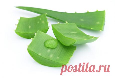 &quot;Алоэ не только против рака…&quot;