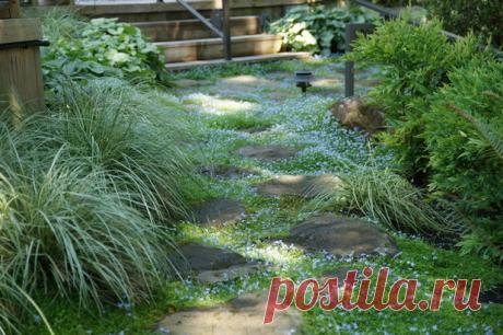 Сырой участок: Что делать и чем лучше отсыпать дачный участок, если он очень сырой, как дренажировать влажный участок земли