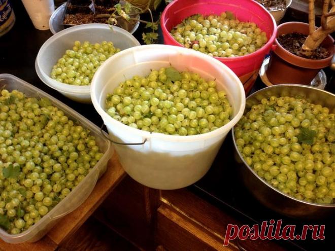 Уход за крыжовником после плодоношения Крыжовник – растение беспроблемное. Жару переносит легко, удивительно живуч и дает сносный урожай даже без подкормок. Однако рано или поздно при таком отношении куст выдохнется и выродится. Поэтому ва...