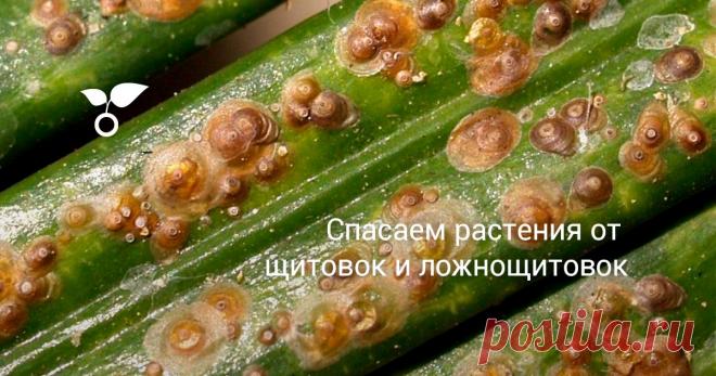 Спасаем растения от щитовок и ложнощитовок Все щитовки и ложнощитовки наносят огромный вред растениям. Сопутствующие им признаки характерны для всех видов щитовок. На месте присасывания щитовки на листьях появляются желтые пятнышки, которые растут в размерах по мере высасывания сока, затем лист совершенно желтеет, скручивается и отпадает