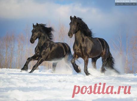 Зима 2012-2013 - Фотографии Лошадей Екатерины Друзь