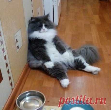 Утром оставила кота бабушке... Вечером она мне прислала вот такую фотографию 😁🤣