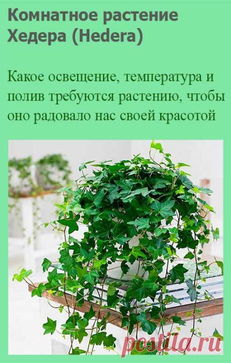 Комнатное растение Хедера (латинское Hedera). Род включает около 15 видов вечнозеленых лиан, встречающихся в субтропических лесах Европы, Азии и Африки. Все виды имеют присасывающиеся корни, поэтому при выращивании в домашних условиях эти растения не нуждаются в подвязке. Размножение возможно стеблевыми черенками. Цветение в домашних условиях происходит крайне редко.