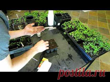 ▶ How To Seed Start Tomatoes and Peppers Indoors Using Seed Trays - YouTube