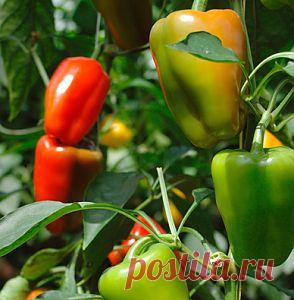 Формирование перца | Моя любимая дача