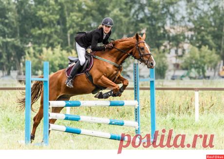 Фото: Конкур. Фотограф Сан Саныч. Спорт - Фотосайт Расфокус.ру