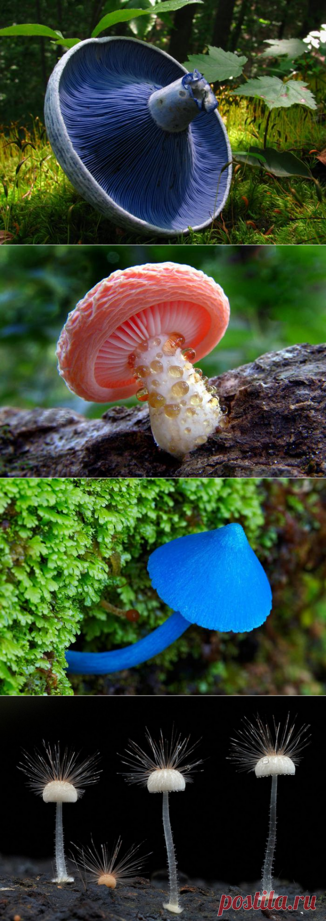 Невероятно притягательные и коварные грибы &#8212; Наука и жизнь