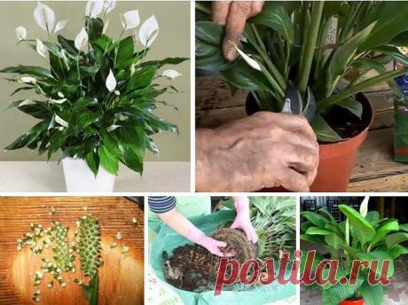 (1) Одноклассники