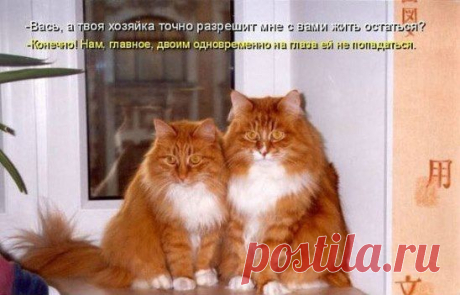 Любишь кошек,присоединяйся!! &gt;&gt; https://ok.ru/milota