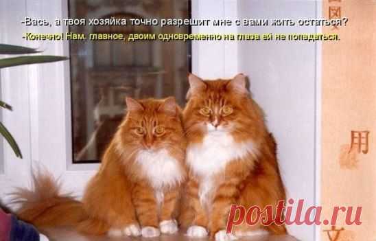 Любишь кошек,присоединяйся!! >> http://ok.ru/milota