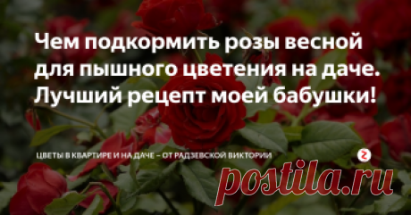 Чем подкормить розы весной для пышного цветения на даче.  Лучший рецепт моей бабушки! Чтобы розы выросли шикарным кустом с хорошей зеленой массой и крупными бутонами, растение необходимо вовремя подкармливать. Желательно удобрение вносить весной в период активного роста.